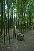 LA BAMBOUSERAIE DE PRAFRANCE  FRANCE: PATH THROUGH THE BAMBOO FOREST WITH WOODEN SEAT