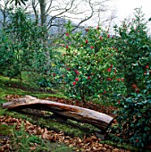 CAMELLIA JAPONICA ADOLPHE AUDUSSON BEHIND A WOODEN SEAT IN THE WOODLAND GARDEN AT GREENCOMBE  SOMERSET