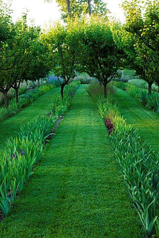 CHATEAU_PLAISIR__FRANCE__DESIGNER_PASCAL_CRIBIER__THE_ORCHARD_WITH_IRISES_AND_APRICOT_TREES