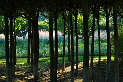 CHATEAU_PLAISIR__FRANCE__DESIGNER_PASCAL_CRIBIER_THE_PRIVET_WOOD_AND_GAURA_PARTERRE_BEHIND