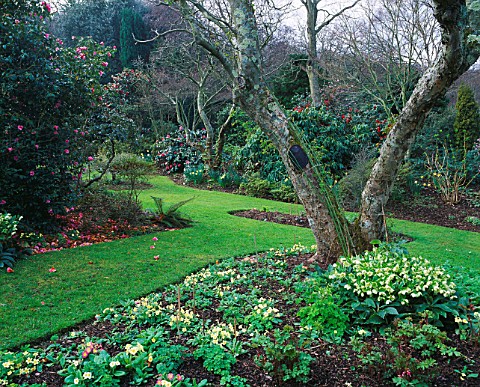 AN_APPLE_TREE_SURROUNDED_BY_PRIMROSES_AND_HELLEBORES_ON_THE_LOWER_LAWN_AT_GREENCOMBE_GARDEN__SOMERSE