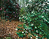 CAMELLIA JAPONICA WABISUKI IN THE WOODLAND GARDEN AT GREENCOMBE  SOMERSET