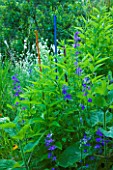 JARDIN DES SAMBUCS  FRANCE - STAKES FOR ATTRACTING INSECTS WITH LARKSPUR AND JERUSALEM ARTICHOKES