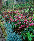 HELLEBORUS ORIENTALIS (RED) BESIDE A BRICK PATH IN THE VEGETABLE GARDEN AT GREENCOMBE  SOMERSET