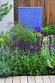 DES: CHARLOTTE ROWE  LONDON: FORMAL TOWN/CITY GARDEN WITH FOENICULUM VULGARE PURPUREUM  SALVIA MAINACHT  PURPURESCENS AND CARADONNA AND BLUE FEATURE WALL