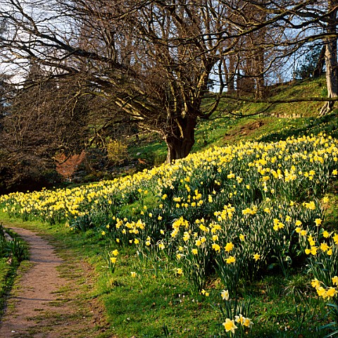 A_PATH_WINDS_PAST_A_SWEEP_OF_DAFFODILS_BESIDE_THE_RIVER_WYE_WEIR_GARDENS__HEREFORD_AND_WORCESTER
