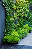 TANIA LAURIE  LONDON.SMALL CONTEMPORARY GARDEN BY CHARLOTTE ROWE.GREY PAINTED FENCE WITH TRACHELOSPERMUM JASMINOIDES AND ALCHEMILLA MOLLIS AND VERBENA BONARIENSIS PLANTED IN BORDER