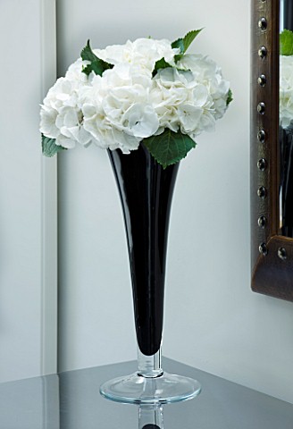 TANIA_LAURIE__LONDON_DETAIL_OF_BLACK_STEMMED_GLASS_VASE_WITH_SINGLE_WHITE_HYDRANGEA_BLOOM