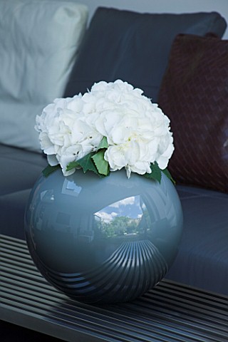 TANIA_LAURIE__LONDON_DETAIL_OF_WHITE_HYDRANGEA_BLOOM_IN_SPHERICAL_BLUE_VASE_CONTEMPORARY__MODERN