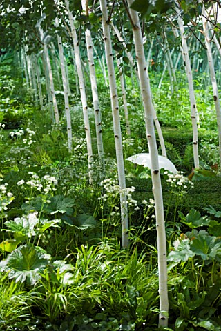 HAMPTON_COURT_FLOWER_SHOW_2008_FOREST_GARDEN_DESIGNED_BY_IVAN_TUCKER__WOODLAND_PLANTING_WITH_BETULA_