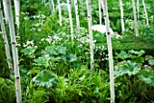 HAMPTON COURT FLOWER SHOW 2008: FOREST GARDEN DESIGNED BY IVAN TUCKER - WOODLAND PLANTING WITH BETULA UTILIS VAR JACQUEMONTII DOORENBOS AND MIRRORS. WHITE BOULDER SEAT
