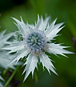 TANIA LAURIE  LONDON. CLOSE UP OF SILVER FLOWER HEAD OF ERYNGIUM MISS WILMOTTS GHOST. SPIKY  SEA HOLLY