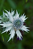 TANIA LAURIE  LONDON. CLOSE UP OF SILVER FLOWER HEAD OF ERYNGIUM. SPIKY  SEA HOLLY