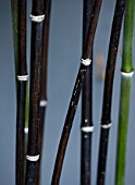 TANIA LAURIE  LONDON. CLOSE UP OF STEMS OF HARDY BLACK BAMBOO - PHYLLOSTACHYS NIGRA