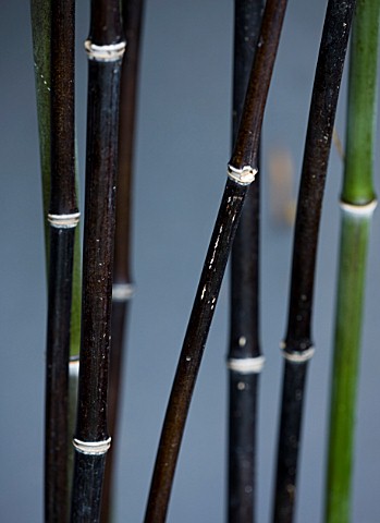 TANIA_LAURIE__LONDON_CLOSE_UP_OF_STEMS_OF_HARDY_BLACK_BAMBOO__PHYLLOSTACHYS_NIGRA