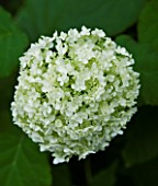 TANIA LAURIE  LONDON. CLOSE UP OF WHITE FLOWER / BLOOM OF HYDRANGEA ARBORESCENS ANNABELLE