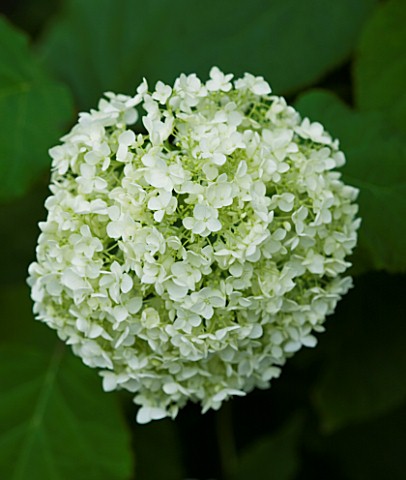 TANIA_LAURIE__LONDON_CLOSE_UP_OF_WHITE_FLOWER__BLOOM_OF_HYDRANGEA_ARBORESCENS_ANNABELLE