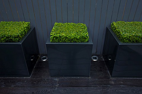 TANIA_LAURIE__LONDON_BOX_CUBES_IN_BLACK_METAL_CONTAINERS_AGAINST_GREY_PAINTED_FENCE_IN_GARDEN_DESIGN