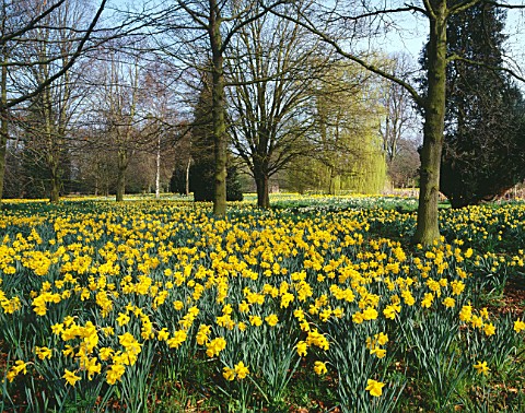 Narcissi_In_The_Woodland_At_Great_Thurlow_Hall__Suffolk