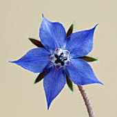 CLOSE UP OF BLUE FLOWER OF BORAGE (BORAGO OFFICINALIS) ON YELLOW BACKGROUND