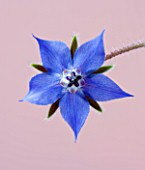 CLOSE UP OF BLUE FLOWER OF BORAGE (BORAGO OFFICINALIS) ON PINK BACKGROUND