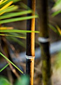 CONTEMPORARY FORMAL ROOF TERRACE/ GARDEN DESIGNED BY DATA NATURE ASSOCIATES: CLOSE UP OF BLACK BAMBOO STEM LIT AT NIGHT - PHYLLOSTACHYS NIGRA