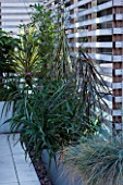CONTEMPORARY FORMAL ROOF TERRACE/ GARDEN DESIGNED BY DATA NATURE ASSOCIATES: RAISED METAL BED PLANTED WITH SUCCULENTS - PSEUDOPANAX CRASSIFOLIUS AND FESTUCA GLAUCA