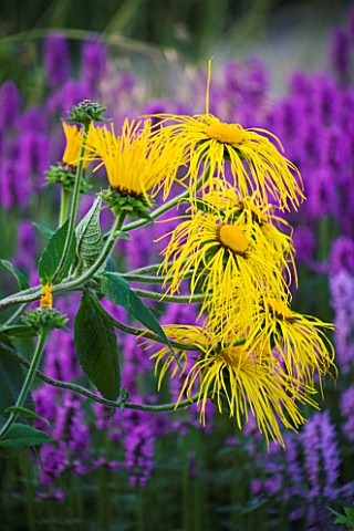 TRENTHAM_GARDENS__STAFFORDSHIRE_WOODLAND_PLANTING_IN_EVENING_LIGHT_BY_PIET_OUDOLF_INULA_MAGNIFICA