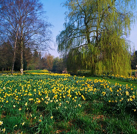 NARCISSI_IN_THE_WOODLAND_AT_GREAT_THURLOW_HALL_SUFFOLK_IN_BG_IS_A_WEEPING_WILLOW