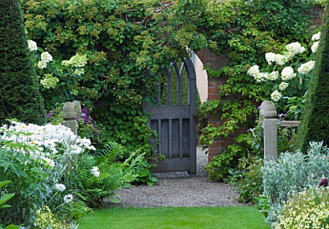 WOLLERTON_OLD_HALL_SHROPSHIREVIEW_FROM_THE_YEW_WALK_TOWARDS_GATE_WITH_HYDRANGEA_PANICULATA_UNIQUE_IN