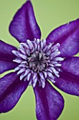 RAYMOND EVISON CLEMATIS: CLOSE UP OF DEEP PURPLE FLOWER OF CLEMATIS CASSIS
