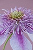 RAYMOND EVISON CLEMATIS: CLOSE UP OF DOUBLE PINK CLEMATIS EMPRESS