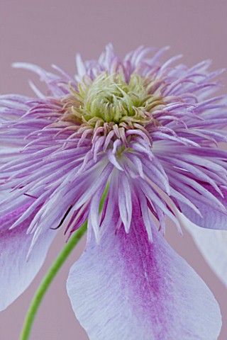 RAYMOND_EVISON_CLEMATIS_CLOSE_UP_OF_DOUBLE_PINK_CLEMATIS_EMPRESS