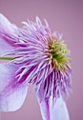RAYMOND EVISON CLEMATIS: CLOSE UP OF DOUBLE PINK CLEMATIS EMPRESS