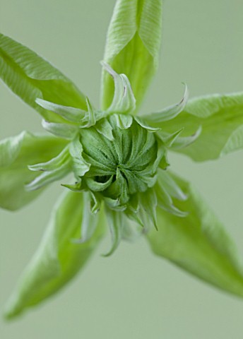 RAYMOND_EVISON_CLEMATIS_CLOSE_UP_OF_GREEN_WHITE_FLOWERS_OF_CLEMATIS_PEPPERMINT