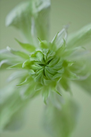 RAYMOND_EVISON_CLEMATIS_CLOSE_UP_OF_GREEN_WHITE_FLOWERS_OF_CLEMATIS_PEPPERMINT