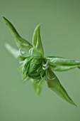 RAYMOND EVISON CLEMATIS: CLOSE UP OF GREEN/ WHITE FLOWERS OF CLEMATIS PEPPERMINT