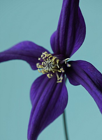 RAYMOND_EVISON_CLEMATIS_CLOSE_UP_OF_THE_DEEP_PURPLE_FLOWER_OF_CLEMATIS_PETIT_FAUCON