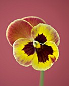 CLOSE UP OF THE FLOWER OF PANSY ANTIQUE SURPRISE