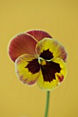 CLOSE UP OF THE FLOWER OF PANSY ANTIQUE SURPRISE