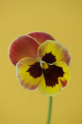 CLOSE_UP_OF_THE_FLOWER_OF_PANSY_ANTIQUE_SURPRISE