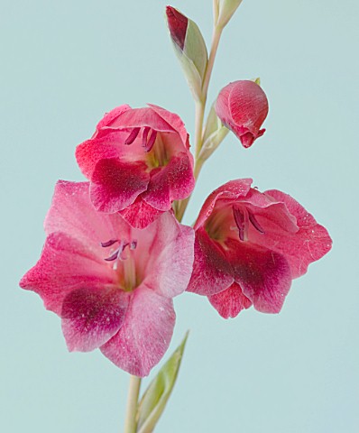 THE_PINK_RED_FLOWERS_OF_GLADIOLUS_PAPILIO_RUBY