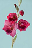THE PINK/ RED FLOWERS OF GLADIOLUS PAPILIO RUBY