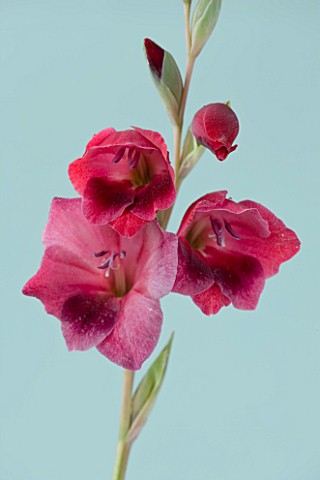 THE_PINK_RED_FLOWERS_OF_GLADIOLUS_PAPILIO_RUBY