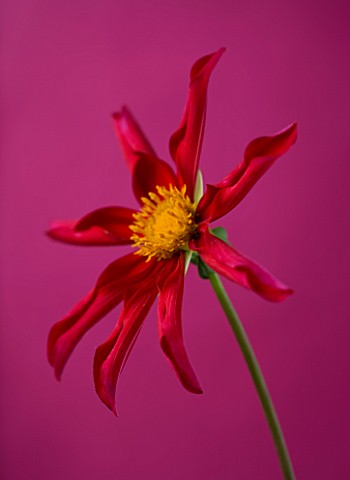 CLOSE_UP_OF_RED_FLOWER_OF_MARIE_SCHNUGG