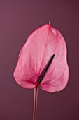 CLOSE UP OF THE PINK FLOWERS OF AN ARUM LILY