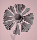 BLACK AND WHITE DUOTONE IMAGE OF FLOWER OF HELENIUM RUBINZWERG