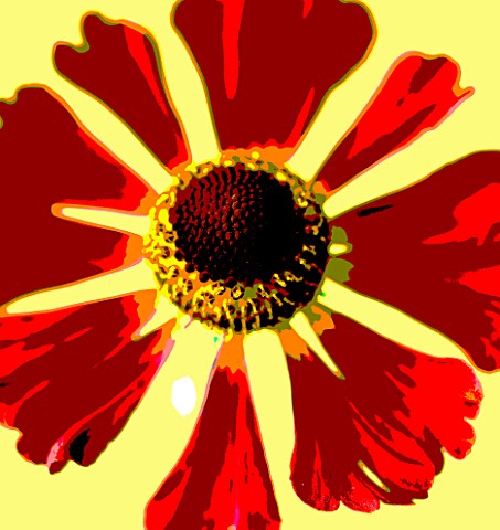 CLOSE_UP_POSTERIZED_IMAGE_OF_THE_FLOWER_OF_HELENIUM_RUBINZWERG