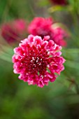 CLOSE UP OF PINK FLOWER OF SCABIOSA CHILLI PEPPER