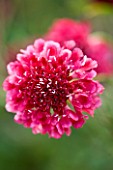 CLOSE UP OF PINK FLOWER OF SCABIOSA CHILLI PEPPER